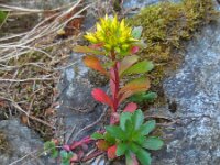 Phedimus kamtschaticus 3, Kamtsjatka-vetkruid, Saxifraga-Ed Stikvoort