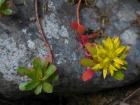 Phedimus kamtschaticus 6, Kamtsjatka-vetkruid, Saxifraga-Ed Stikvoort