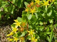 Phedimus kamtschaticus 8, Kamtsjatka-vetkruid, Saxifraga-Rutger Barendse