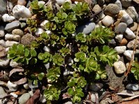 Phedimus spurius 2, Roze vetkruid, Saxifraga-Ed Stikvoort