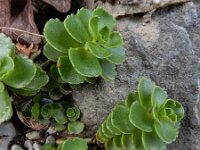 Phedimus spurius 3, Roze vetkruid, Saxifraga-Ed Stikvoort