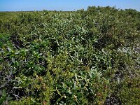 Phillyrea angustifolia 6, Saxifraga-Ed Stikvoort