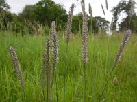 Phleum pratense 11, Timoteegras, Saxifraga-Ed Stikvoort