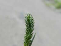 Phleum pratense ssp serotinum 9, Saxifraga-Rutger Barendse