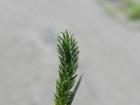 Phleum pratense ssp serotinum 9, Saxifraga-Rutger Barendse