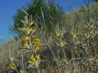 Phlomis armeniaca 2, Saxifraga-Ed Stikvoort