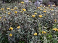 Phlomis fruticosa 15, Saxifraga-Peter Meininger
