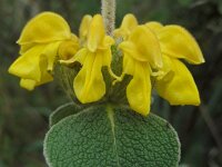 Phlomis fruticosa 23, Saxifraga-Ed Stikvoort