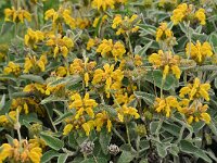 Phlomis fruticosa 24, Saxifraga-Harry Jans