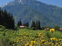 Phlomis fruticosa 27, Saxifraga-Harry Jans