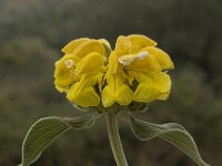 Phlomis fruticosa 5, Saxifraga-Willem van Kruijsbergen