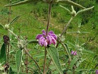 Phlomis herba-venti 4, Saxifraga-Hans Grotenhuis