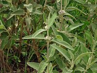 Phlomis herba-venti 5, Saxifraga-Hans Grotenhuis