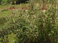Phlomis herba-venti 6, Saxifraga-Hans Grotenhuis