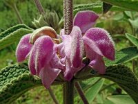 Phlomis herba-venti 7, Saxifraga-Hans Grotenhuis