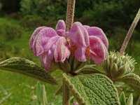 Phlomis herba-venti 8, Saxifraga-Hans Grotenhuis