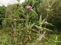 Phlomis herba-venti 9, Saxifraga-Hans Grotenhuis