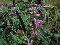 Phlomis herba-venti ssp pungens 2, Saxifraga-Ed Stikvoort