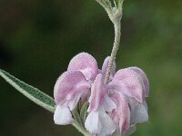 Phlomis purpurea 2, Saxifraga-Jan van der Straaten