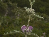Phlomis purpurea 24, Saxifraga-Jan van der Straaten