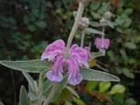 Phlomis purpurea 26, Saxifraga-Ed Stikvoort