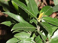 Photinia davidiana 2, Saxifraga-Rutger Barendse