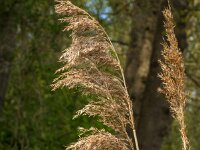 Phragmites australis 38, Riet, Saxifraga-Jan van der Straaten