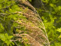 Phragmites australis 39, Riet, Saxifraga-Jan van der Straaten