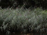 Phragmites australis 55, Riet, Saxifraga-Ed Stikvoort