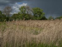 Phragmites australis 59, Riet, Saxifraga-Jan van der Straaten