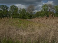 Phragmites australis 60, Riet, Saxifraga-Jan van der Straaten