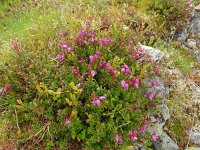 Phyllodoce caerulea 14, Saxifraga-Hans Grotenhuis