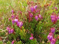 Phyllodoce caerulea 15, Saxifraga-Hans Grotenhuis