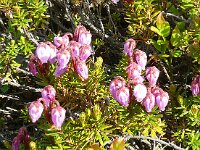 Phyllodoce caerulea 16, Saxifraga-Hans Grotenhuis