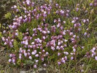 Phyllodoce caerulea 20, Saxifraga-Willem van Kruijsbergen