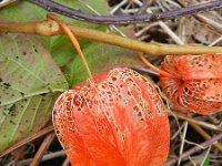 Physalis alkekengi 13, Echte lampionplant, Saxifraga-Rutger Barendse