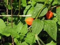 Physalis alkekengi 2, Echte lampionplant, Saxifraga-Jasenka Topic