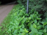 Physalis alkekengi 3, Echte lampionplant, Saxifraga-Rutger Barendse