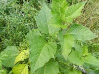 Physalis alkekengi 6, Echte lampionplant, Saxifraga-Rutger Barendse