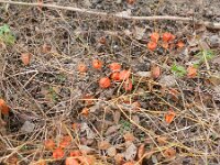 Physalis alkekengi 9, Echte lampionplant, Saxifraga-Rutger Barendse