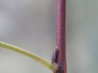 Physocarpus opulifolius 5, Blaasjesvrucht, Saxifraga-Rutger Barendse