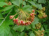 Physocarpus opulifolius 6, Blaasjesvrucht, Saxifraga-Hans Grotenhuis