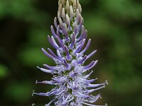 Phyteuma michelii 2, Saxifraga-Willem van Kruijsbergen