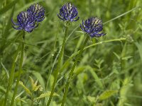 Phyteuma orbiculare 15, Saxifraga-Jan van der Straaten