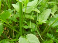 Phyteuma orbiculare 16, Saxifraga-Rutger Barendse