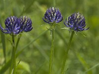 Phyteuma orbiculare 19, Saxifraga-Jan van der Straaten