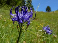 Phyteuma orbiculare 29, Saxifraga-Ed Stikvoort