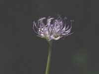 Phyteuma orbiculare 3, Saxifraga-Marijke Verhagen