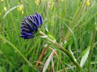 Phyteuma orbiculare 37, Saxifraga-Hans Grotenhuis