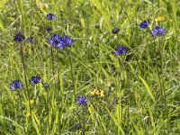 Phyteuma orbiculare 40, Saxifraga-Willem van Kruijsbergen